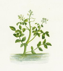 Cresson de fontaine, Nasturtium Officinale - English School